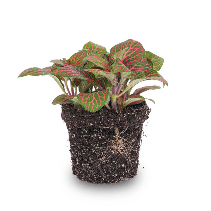 Fittonia roja - Planta de mosaico para venta al por mayor de Trendhero.nl/b2b