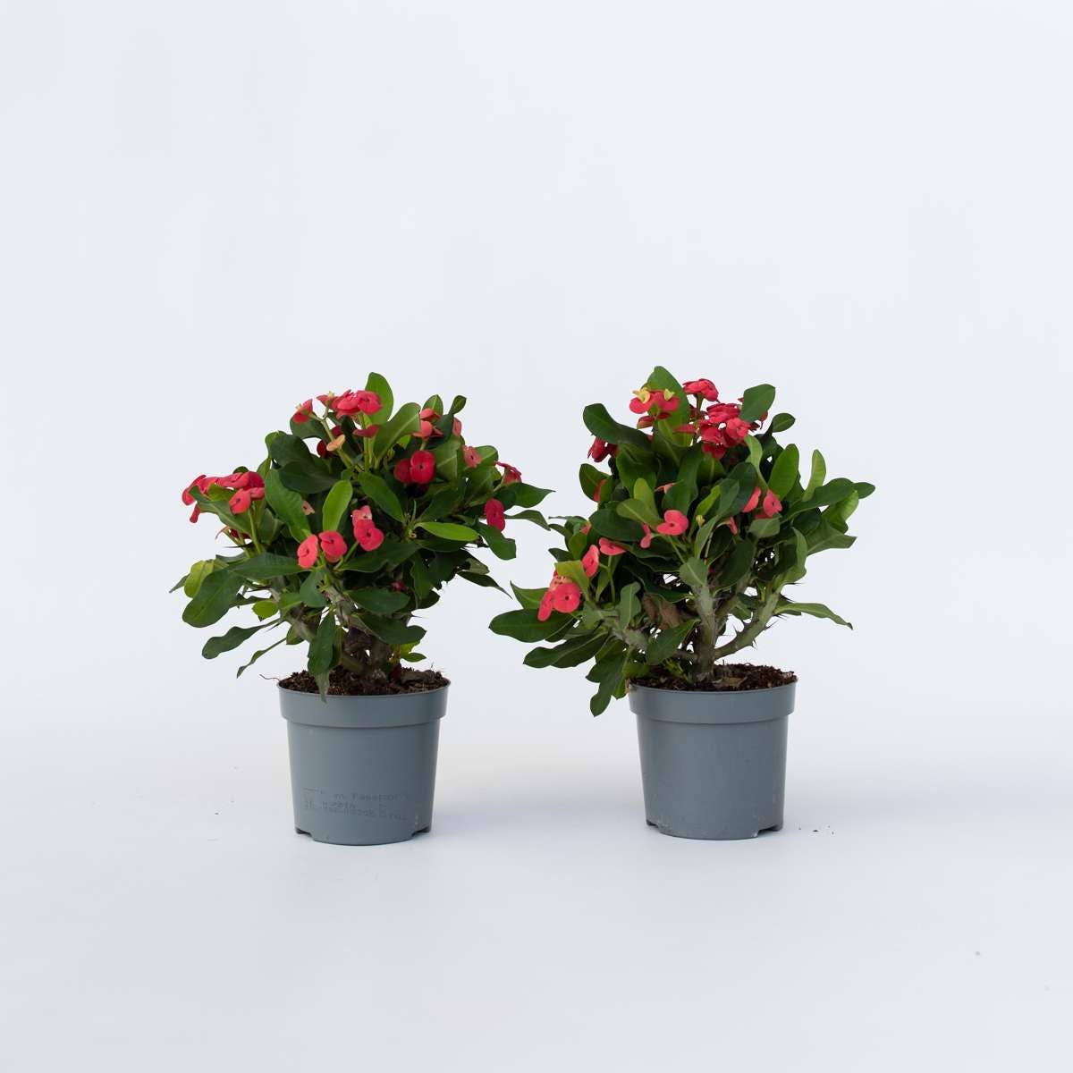 Oasis of Life - Wholesale Live Plant - Christ Thorn Euphorbia milii – 2 plants – Height 25–35cm – Ø13cm – Flowering succulent with pink flowers – Easy-care houseplant for sunny locations & warm interiors0