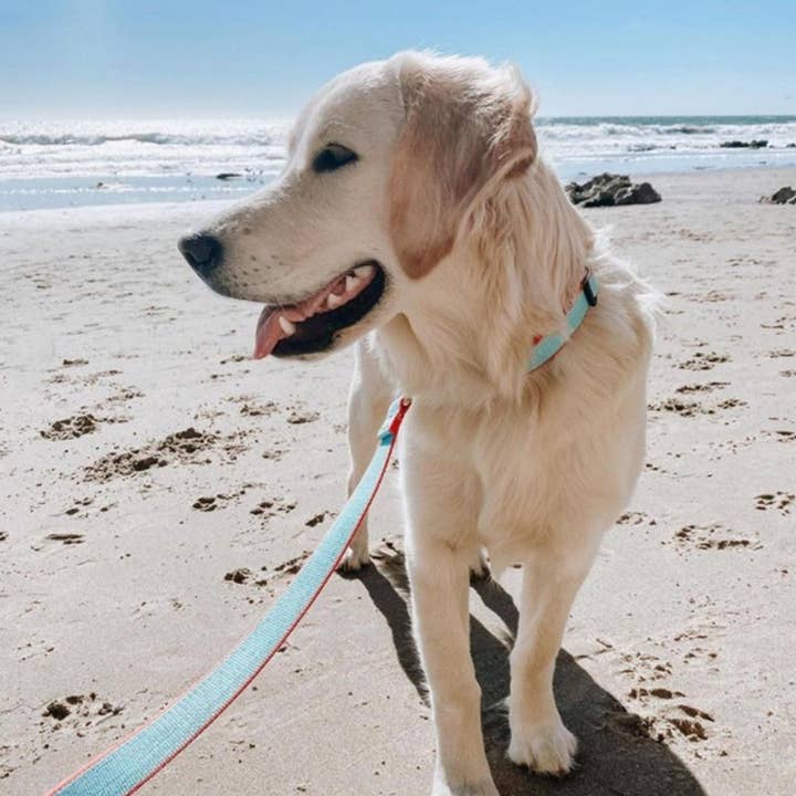 Up Country, Inc. - Wholesale Pet Leash - Dog - Color Market Dog Lead17