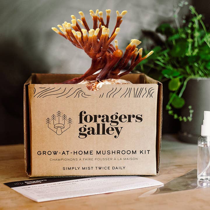 Foragers Galley - Wholesale DIY Food Kit - Antler Reishi Mushroom Grow-at-Home Kit1