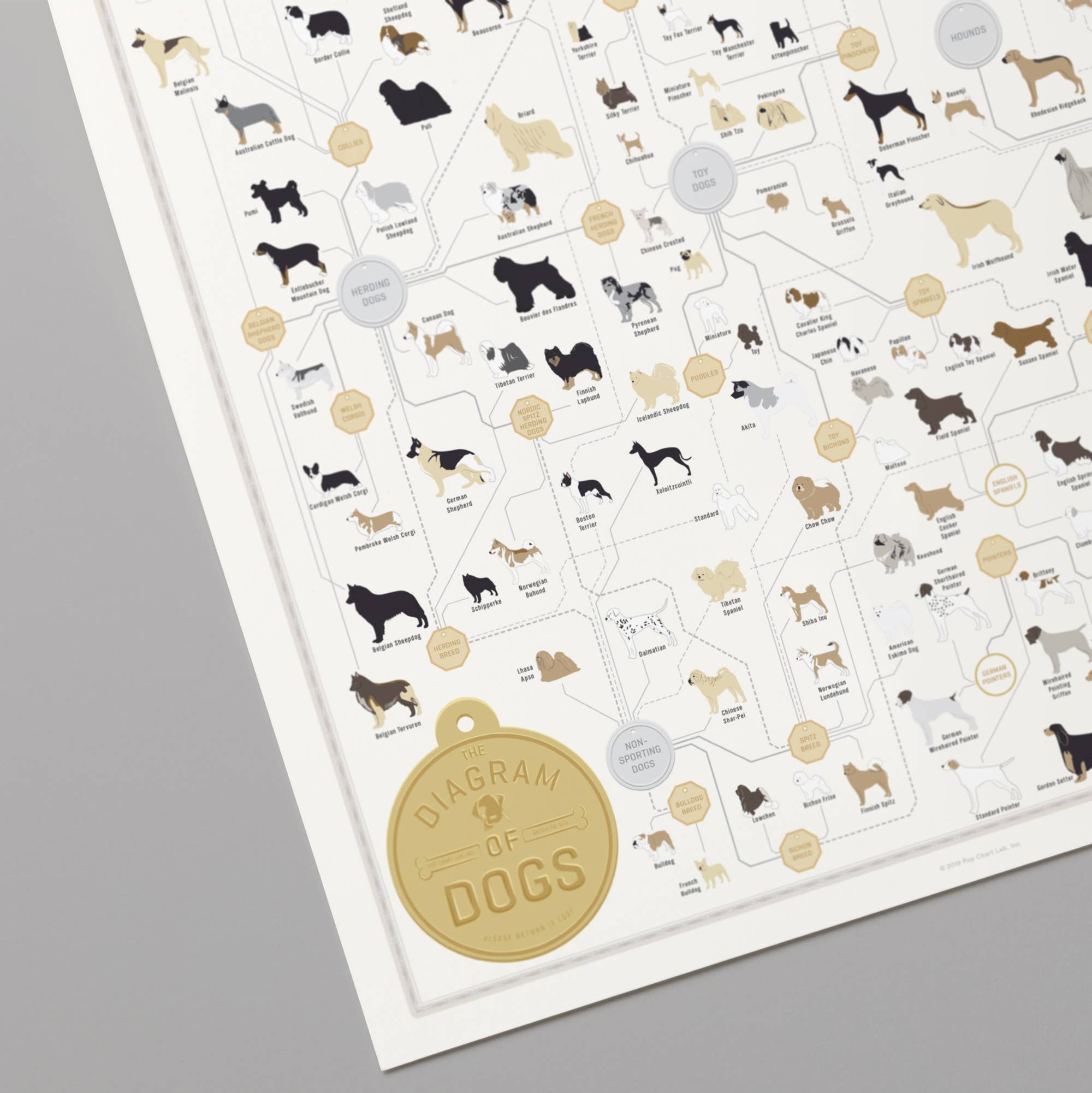Pop Chart - Wholesale Poster - The Diagram of Dogs | 16" x 20" art poster2