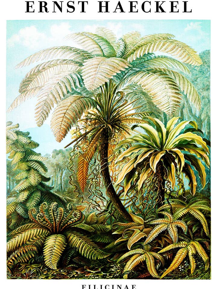 Felci per la vendita all'ingrosso da parte di Animato