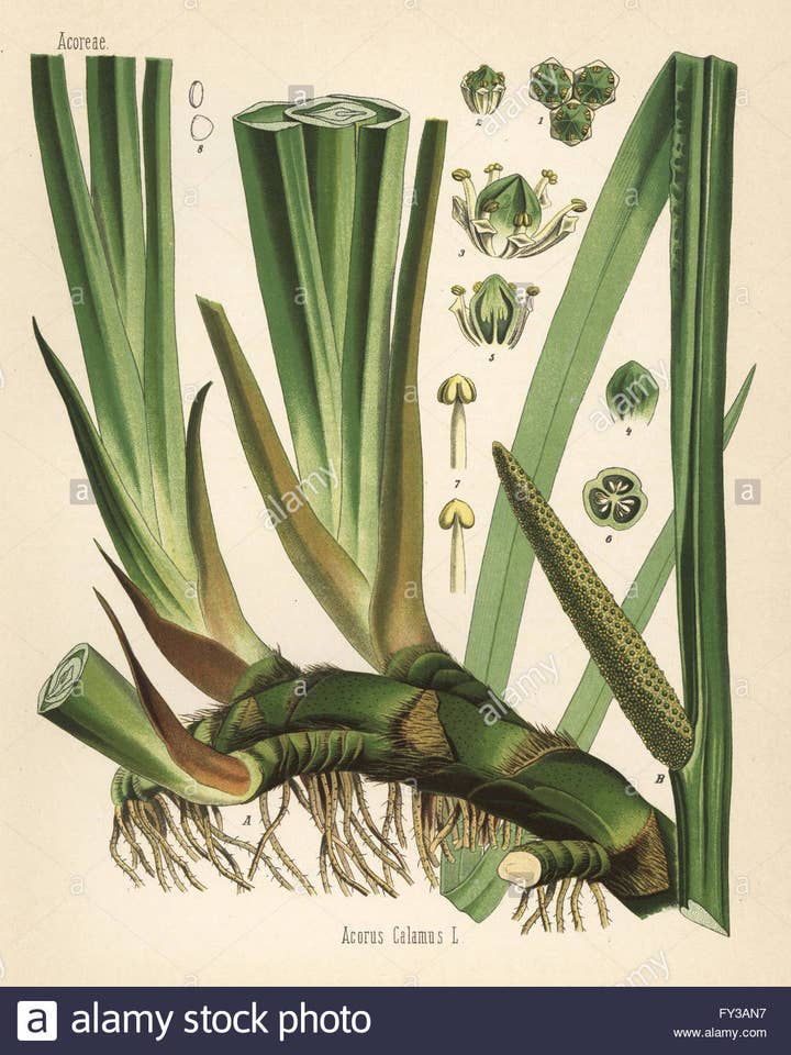 Calamus Root for wholesale by Rainbow Bliss Botanicals