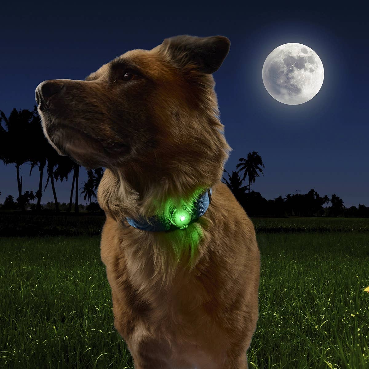 Pet Palette Distribution - Wholesale Pet Collar - Dog - Nite Ize NiteDog™ Rechargeable Pet Light - Disc-O Tech™4
