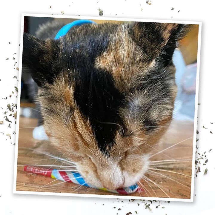 Meowijuana - Wholesale Catnip - Birthjaysâ„¢ - Party Sized Catnip Joints