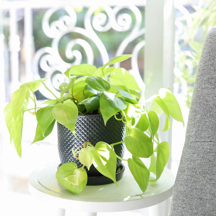 Best Plant Friend - Vente Plante - Pothos Neon - Plantes Pothos - Plantes d'intérieur vivantes - Pot de 4/6 po