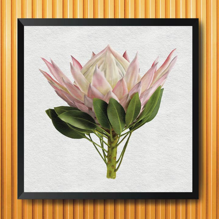 8x8 King Protea Art Print, Floral Art Print for wholesale by blonde birdie