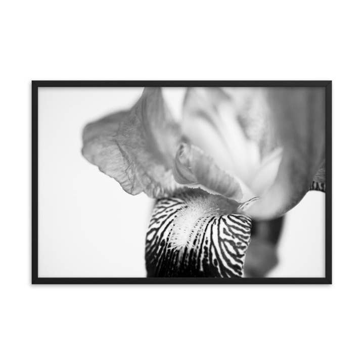 Iris arrojada sobre branco preto e branco foto floral emoldurada arte por atacado de Pipa Wall Art & Home Decor