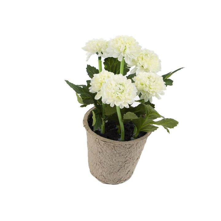 Closer2Nature – wholesale Artificial flowers – Artificial 18cm White Chrysanthemum Plant with Gift Box6