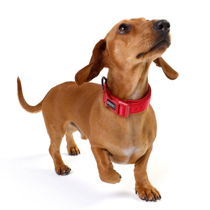 DOOG & Outback Tails & Country Tails - Wholesale Halsband - Hond - Neosport Neopreen Hondenhalsband - Rood
