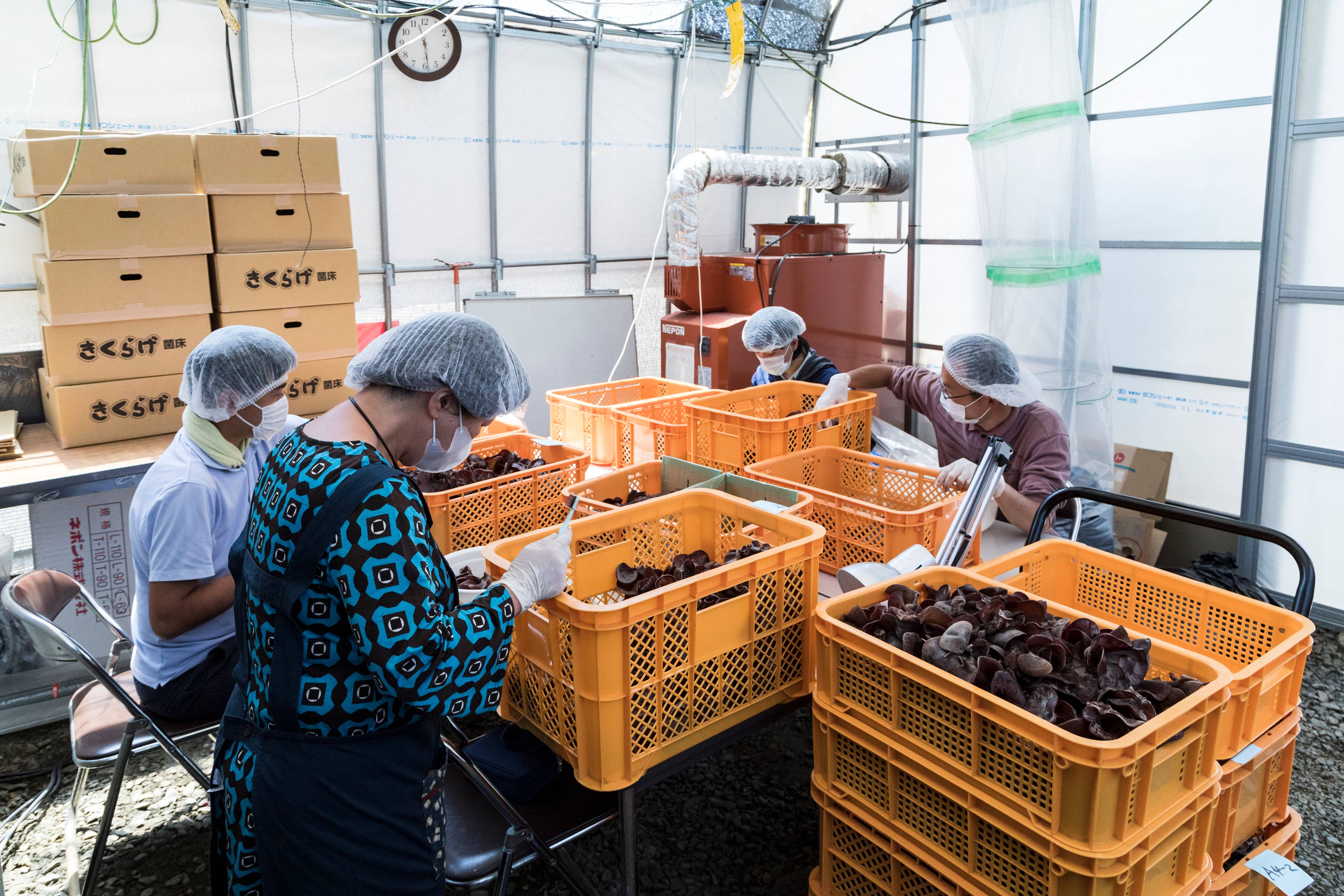 Japan Artisans - Wholesale Dried/dehydrated vegetables - Kasugai-Dried Wood Ear Mushrooms 14g – Organic - Japan13