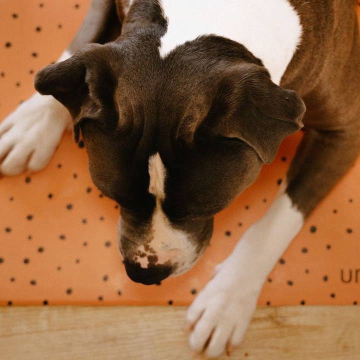 Uniklook - Wholesale Pet Food Mat - Dog - Wild pet food mat