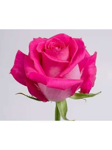 Topaz Hot Pink Rose 50 / 75 / 100 / 200 stems for wholesale by Florasource