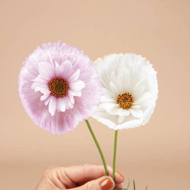 Plantgem - Wholesale Plant Seeds - Cupcakes and Saucers Cosmos - 25 Seeds1