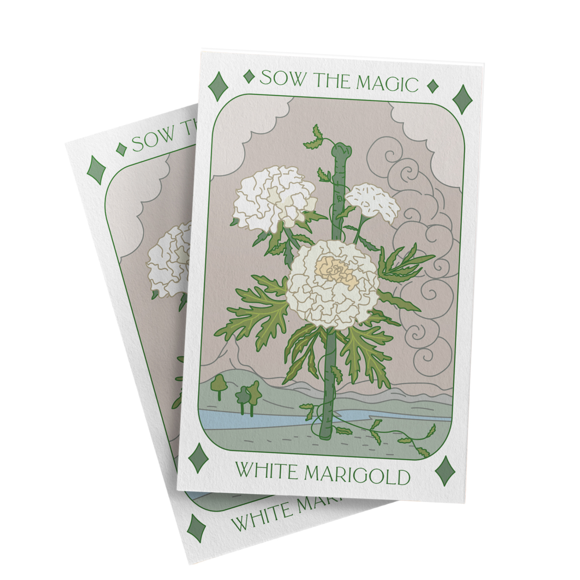 Sow the Magic - Venta al por mayor Semillas de plantas - Paquete de semillas de tarot de caléndula blanca1