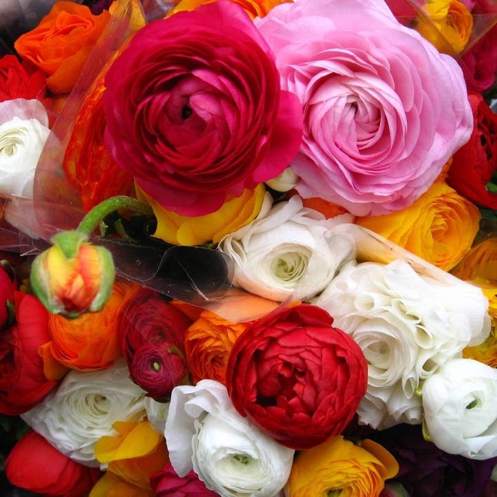 Sementi & Barbatelle - Wholesale Artificial Flowers - Ranunculus mixed 6/7