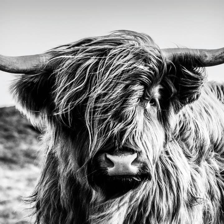 civière pour la vente par Bönninghoff