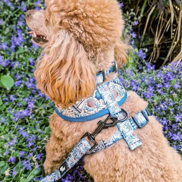 Pet Pooch Boutique - Wholesale Pet leash – Dog - Shipwrecked Nautical Dog Lead1