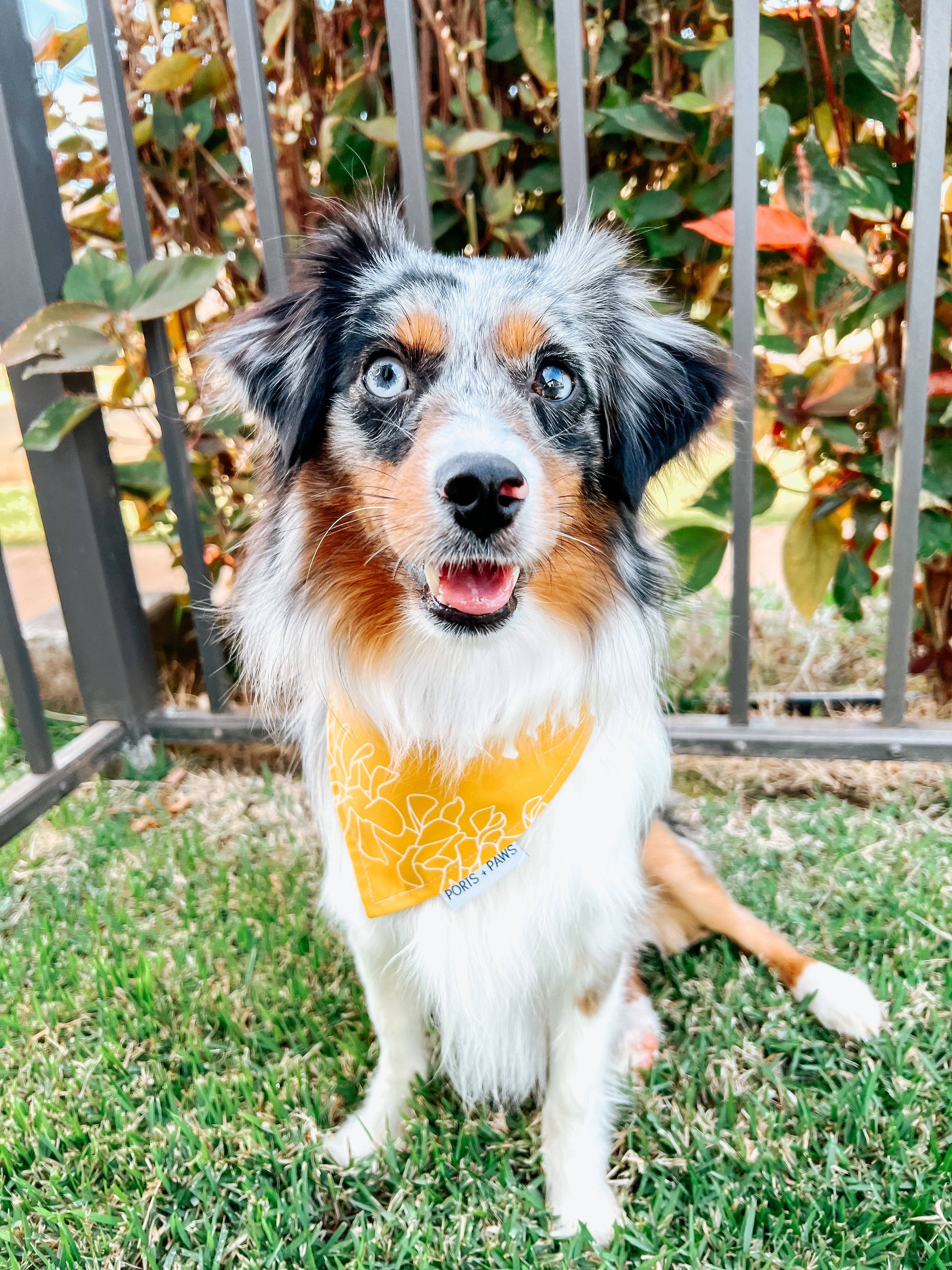 Ports and Paws – wholesale Pet bandana – Dog – QUICK DRY BANDANA - PUAKENIKENI1