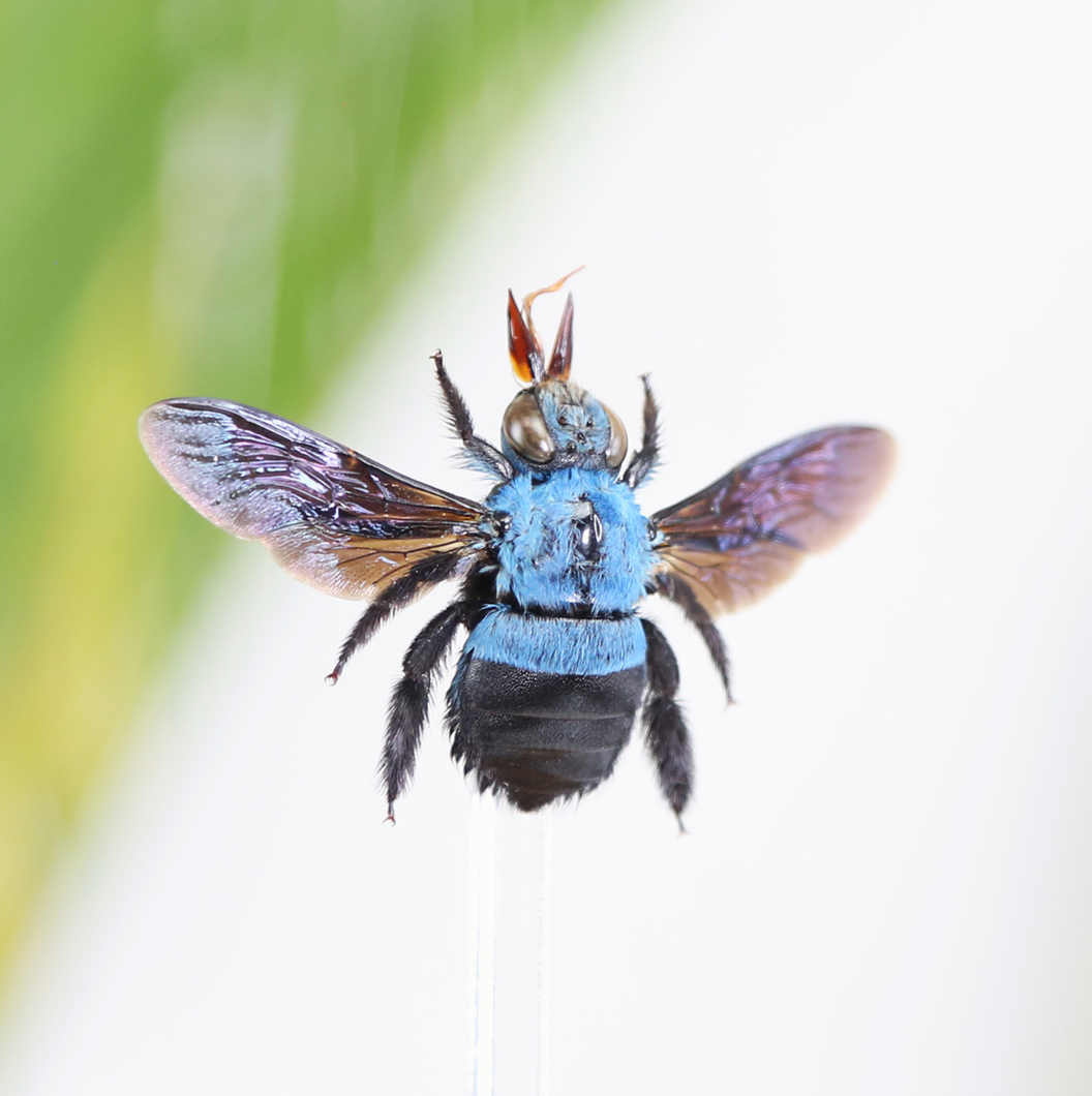 Curated Studio – wholesale Dekorativt bordsobjekt – Blue Carpenter Bee Insekttaxidermi Klockburk1