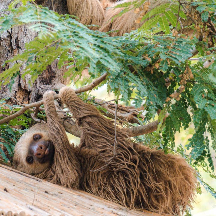 Costa Rica 10 pour la vente par Autumn Carolynn Photography