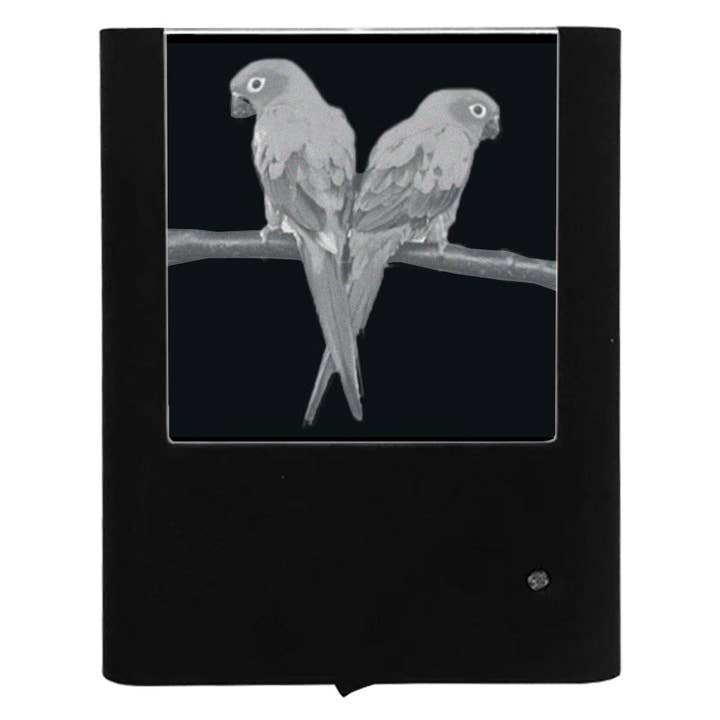 Oiseaux gravés pour la vente par Nightlight Studio