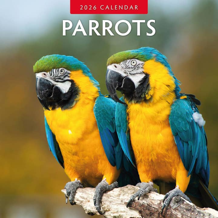 Red Robin 2026 Parrots Monthly Wall Calendar for wholesale by MiddleGift