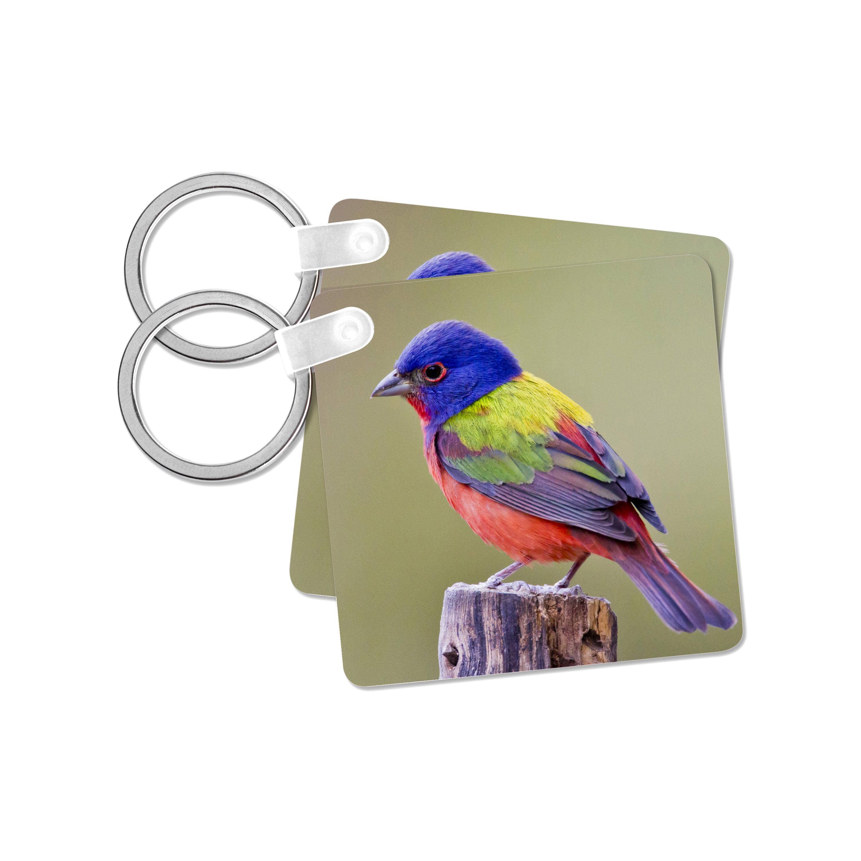 3dRose - Wholesale Keychain - Unisex - 3dRose, Painted Bunting male bird perched - US44 LDI1047 - Larry Ditto, Key Chain0