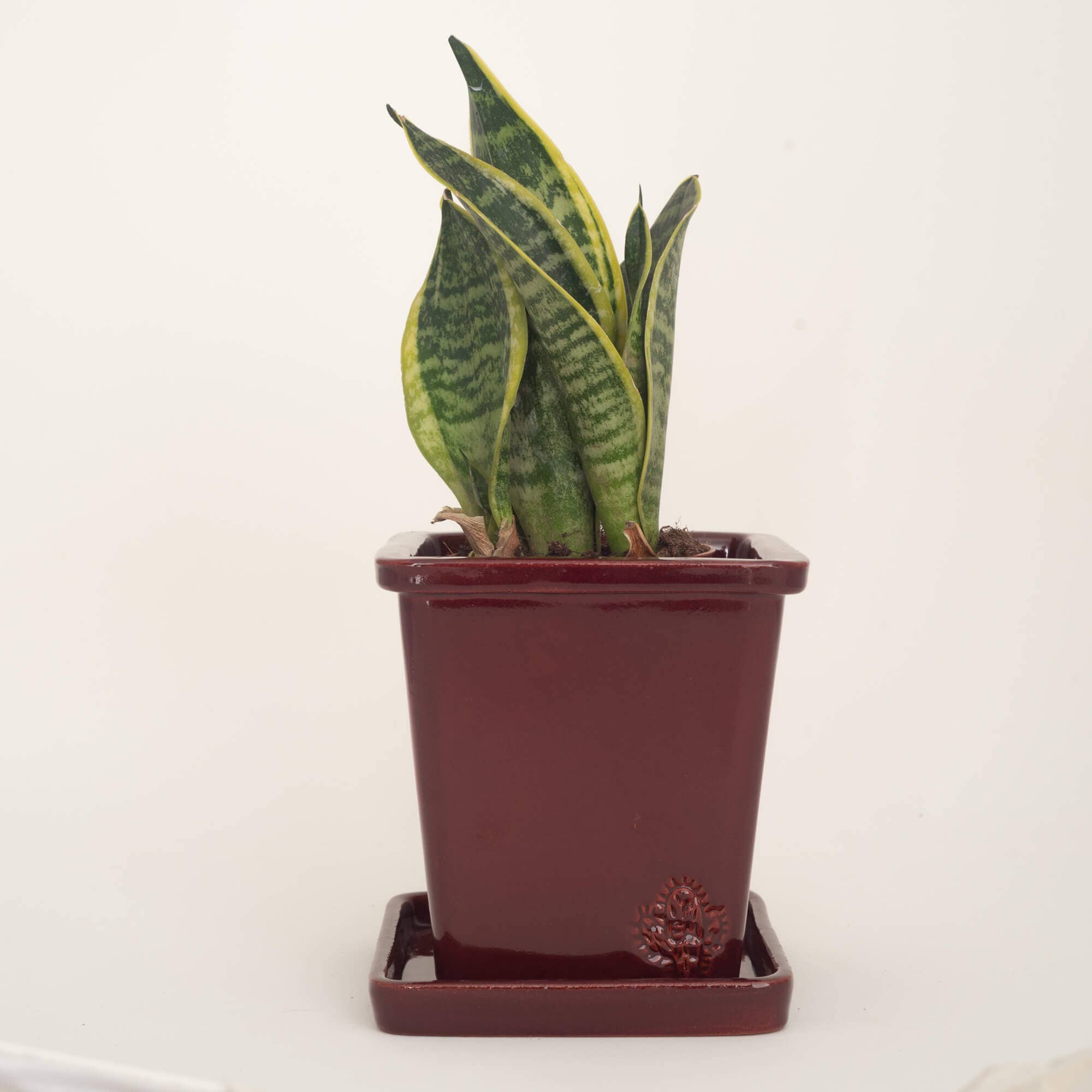 Vasos Quadrados by EM – Engroshandel Plantekrukke – Medium firkantet vase 14x14 cm - blank22