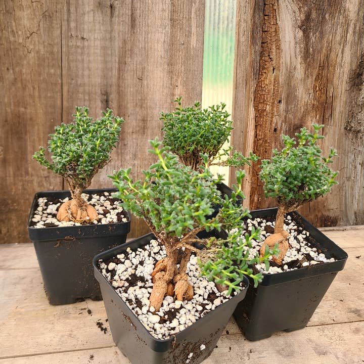 Trichodiadema bulbosum for wholesale by Buzz + Thrive Gardens