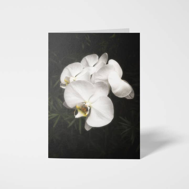 Emerging Grace Single 5x7 White Orchid Greeting Card for wholesale by Sheryl’s Virtual Garden
