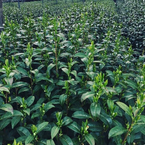 Man Eating Tiger - Wholesale Health/Detox Tea - Matcha 60g Tin8