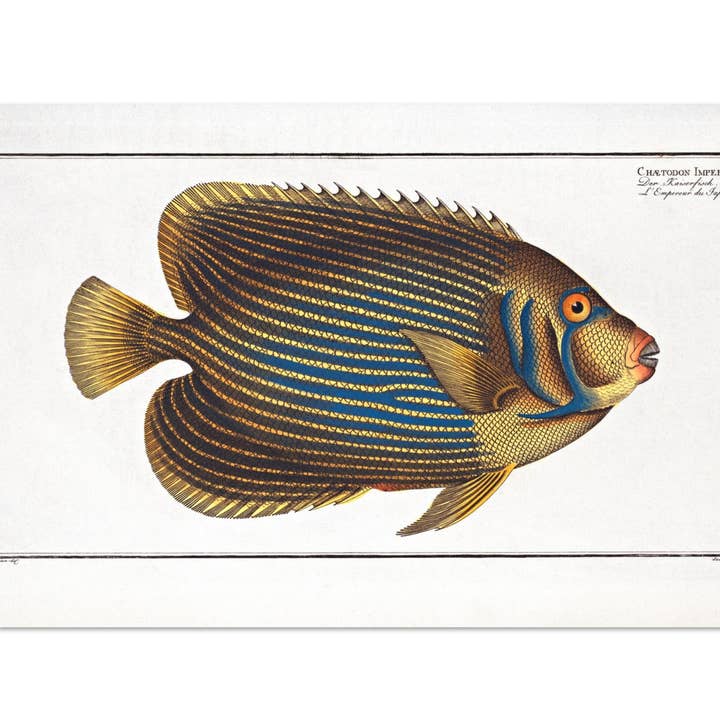 Chaetodon Emperator for engroshandel hos Maison de Paloma