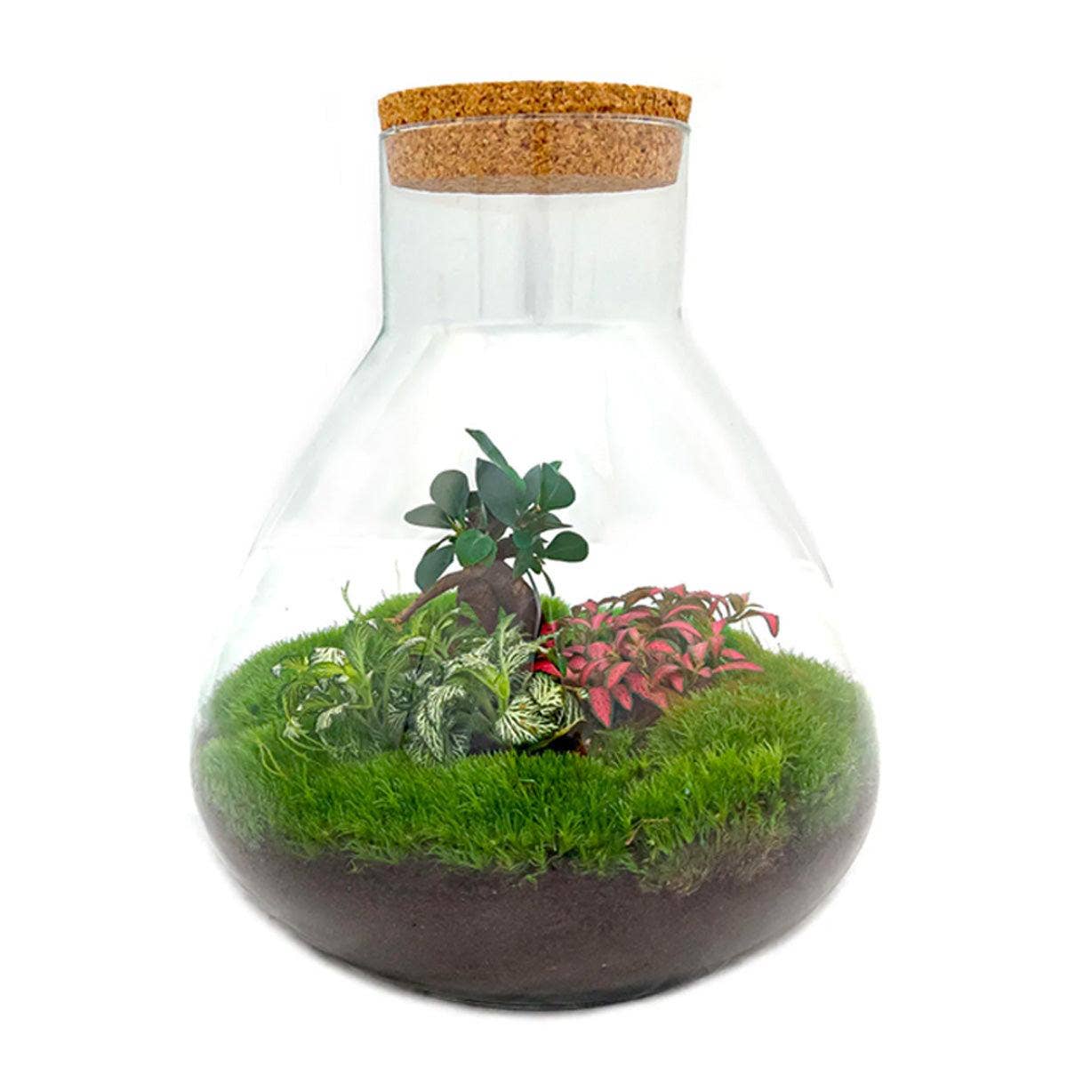 Oasis of Life - Wholesale DIY craft kit - Bottle Garden Terrarium Sam XL Bonsai – DIY Kit – 35cm High – Ø30cm – Self-Built Mini Ecosystem with Ficus Ginseng Bonsai & Fittonia – Complete Set for Beginners & Nature Lovers0