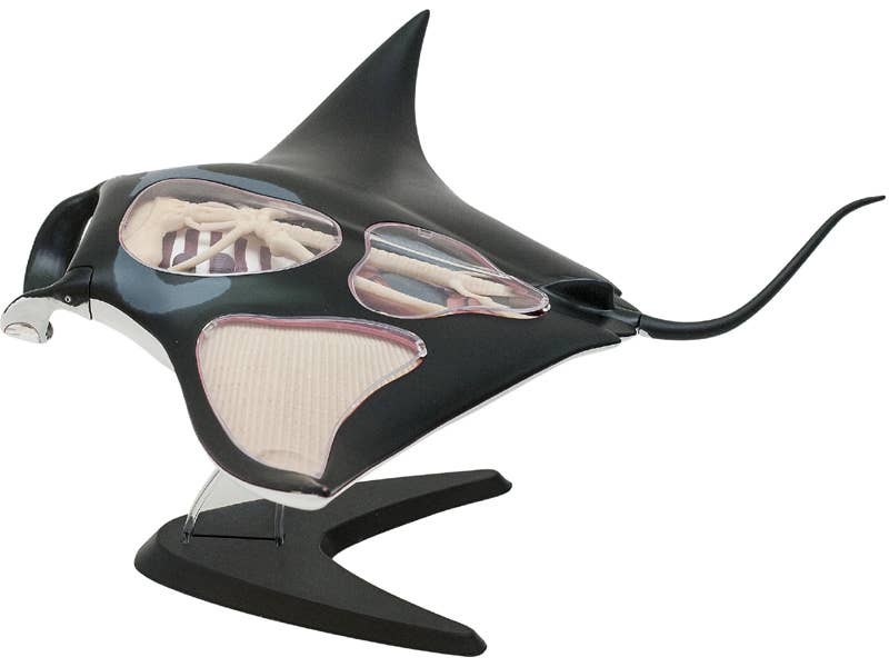 TEDCO Toys - Wholesale Classic Toy - Kids - 4D Manta Ray5