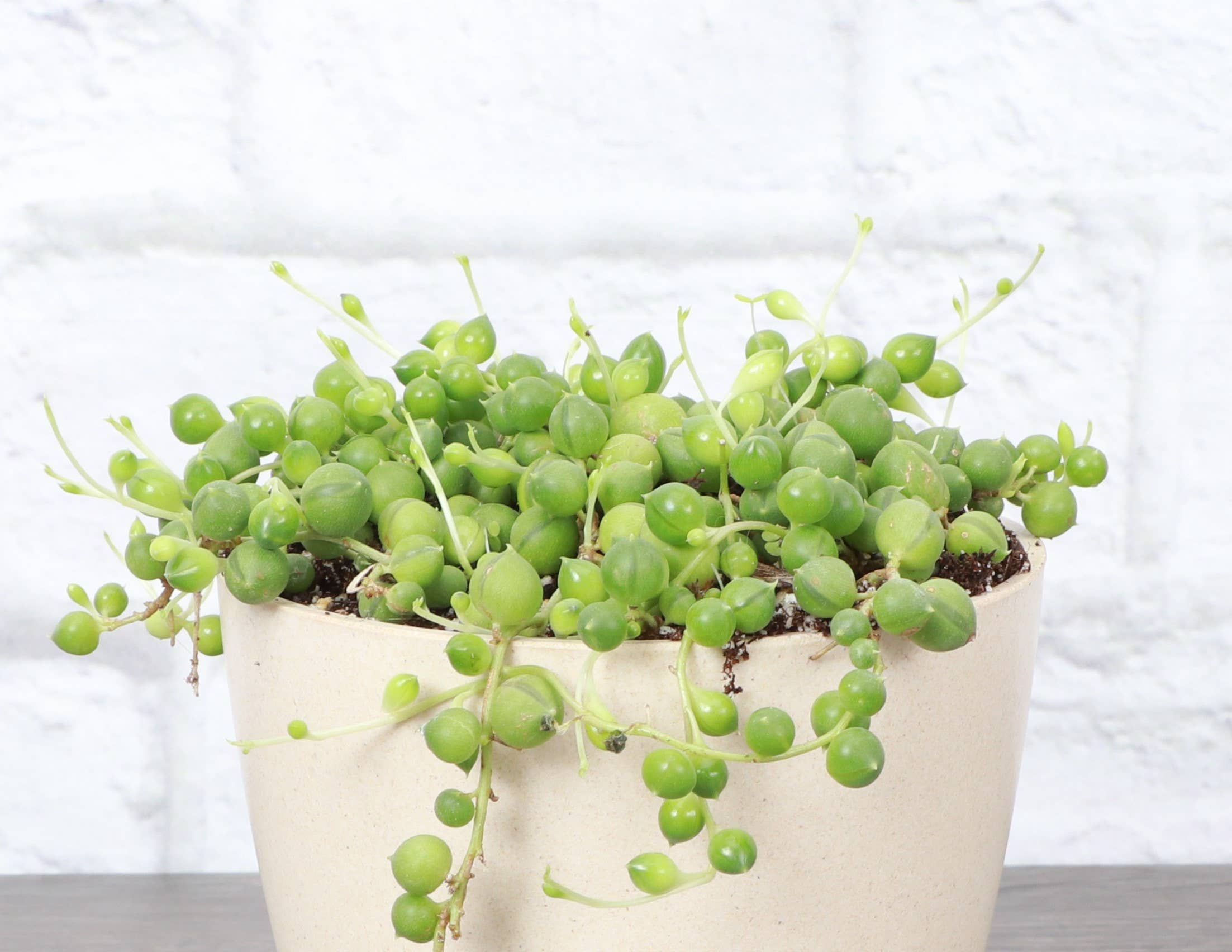 Thorsen's Greenhouse - Wholesale Live Plant - String of Pearls Plant - 4" Live Plant2