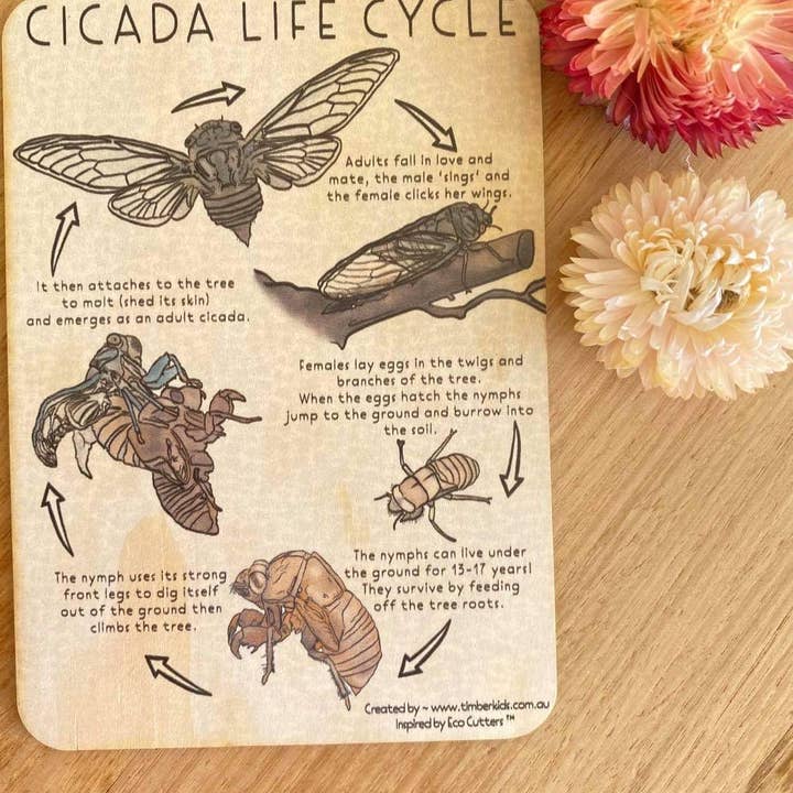 Timber Kids - Wholesale Puzzle – Child - Cicada Life Cycle Tile **Seconds**2