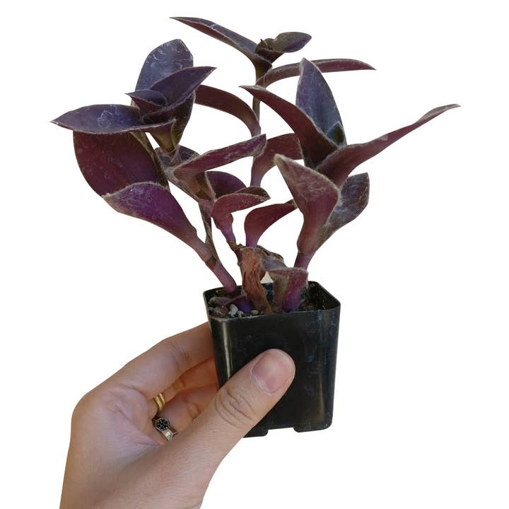 Best Plant Friend - Wholesale Live Plant - Purple Heart Tradescantia Pallida - Wandering Jew 2/4/6 inch
