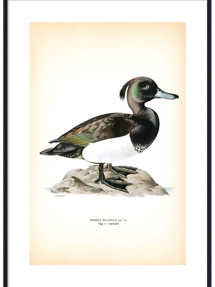 Vigg för wholesale av Svenska Fåglar