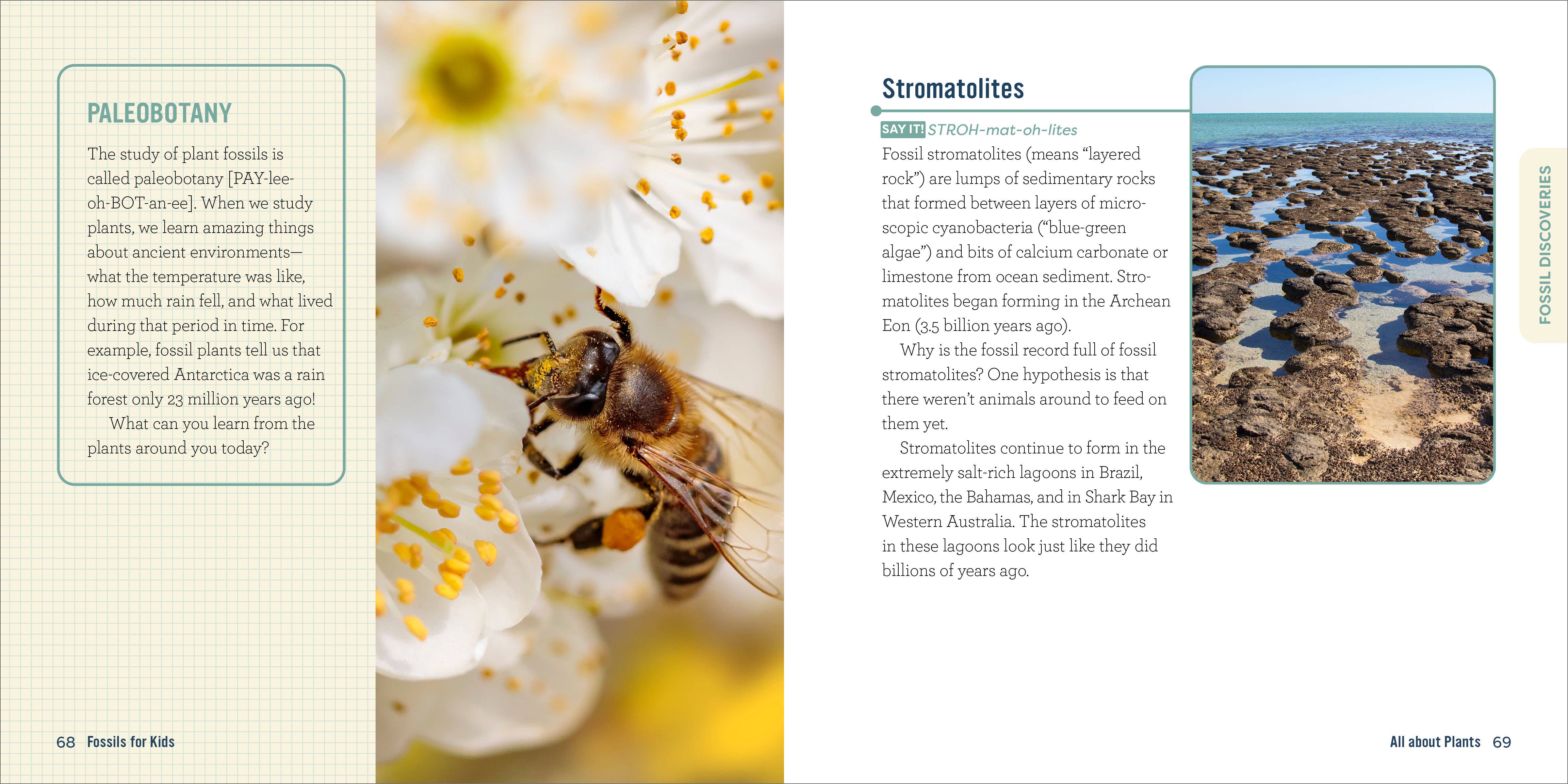 Sourcebooks - Wholesale Science & Math - Fossils for Kids3