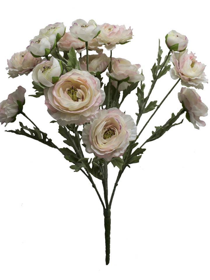 Ranunkelbusk, creme & pink for engroshandel hos Tremont Floral Supplies