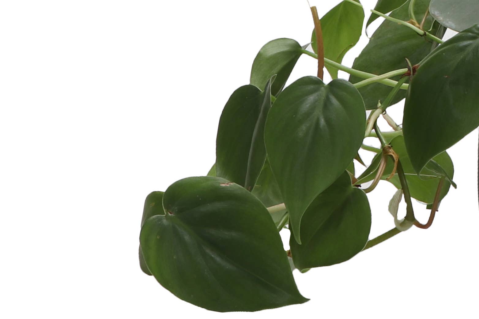 Thorsen's Greenhouse - Wholesale Live Plant - Heartleaf Philodendron - Live Plant5