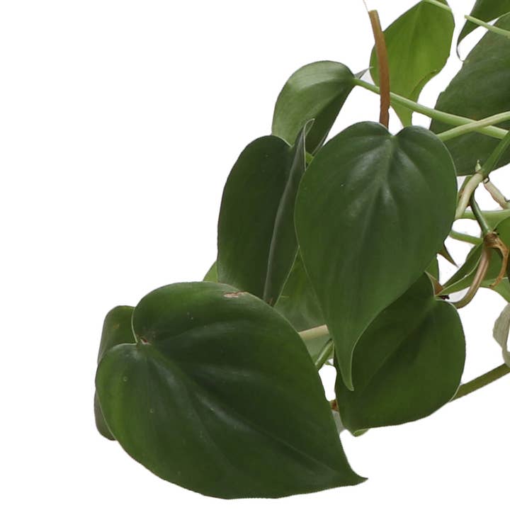 Thorsen's Greenhouse - Wholesale Live Plant - Heartleaf Philodendron - Live Plant5