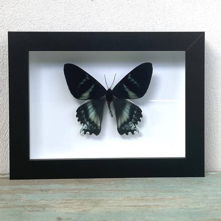Alcides odontes, Zodiac Moth in a Black Frame for wholesale by Newman Art Designs