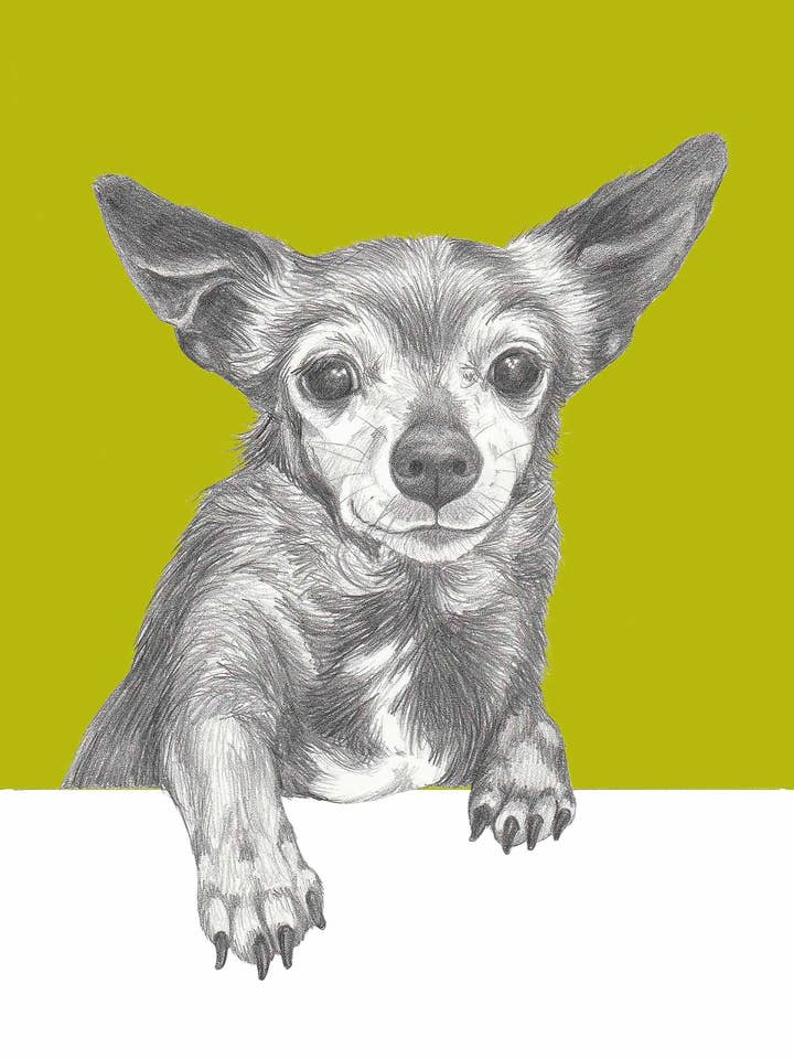 Chihuahua "Sugar" for wholesale by I AM NIEN