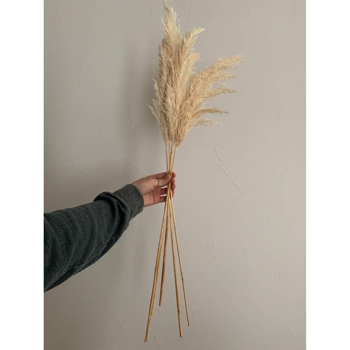 Delmar Decor - Wholesale Dried/Pressed Flowers - Pampas Grass, Dried floral décor (10 stems per bunch)
