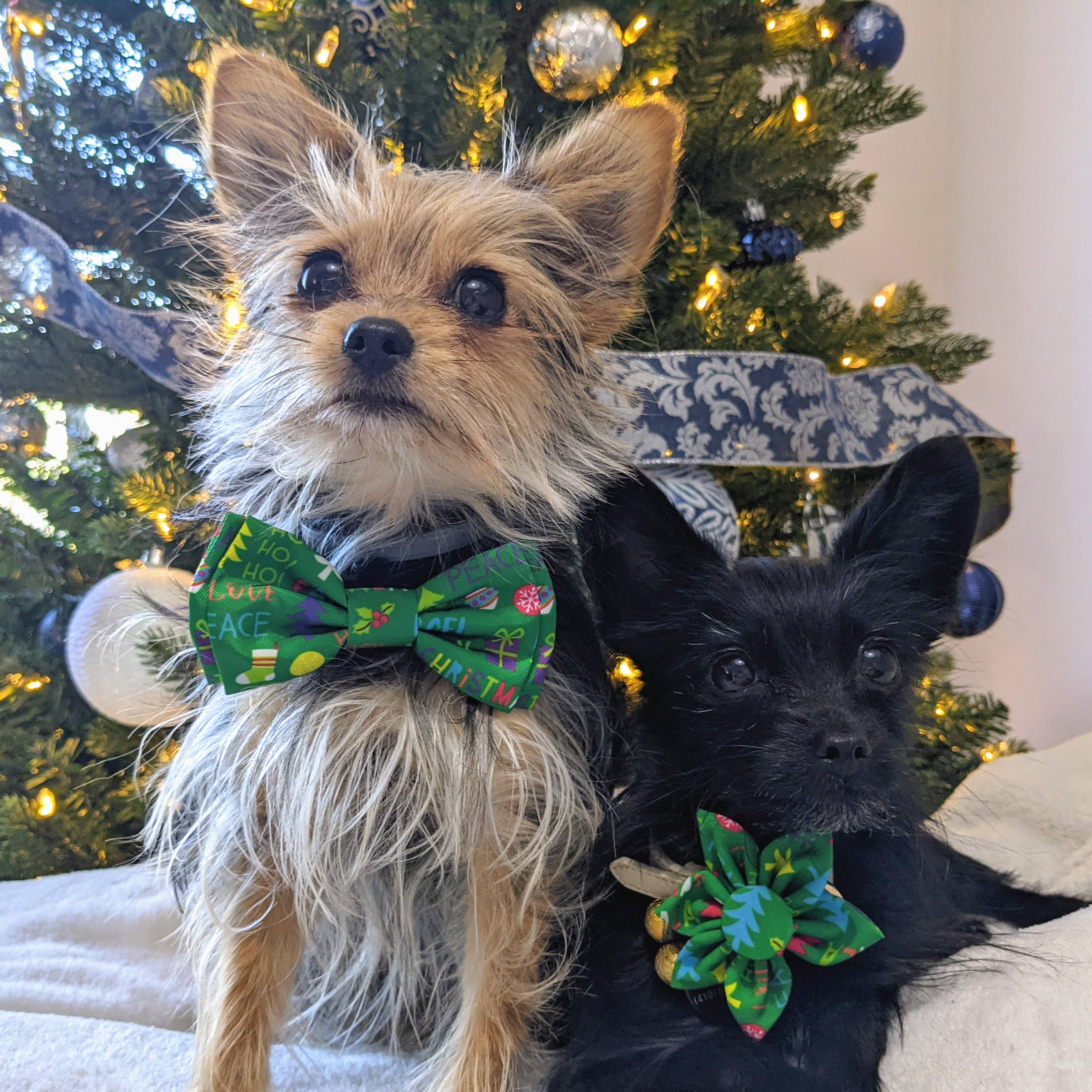 Huxley & Kent – Engroshandel Kæledyrsbutterfly – Kat/hund – Glædelig & Bright Pinwheel3