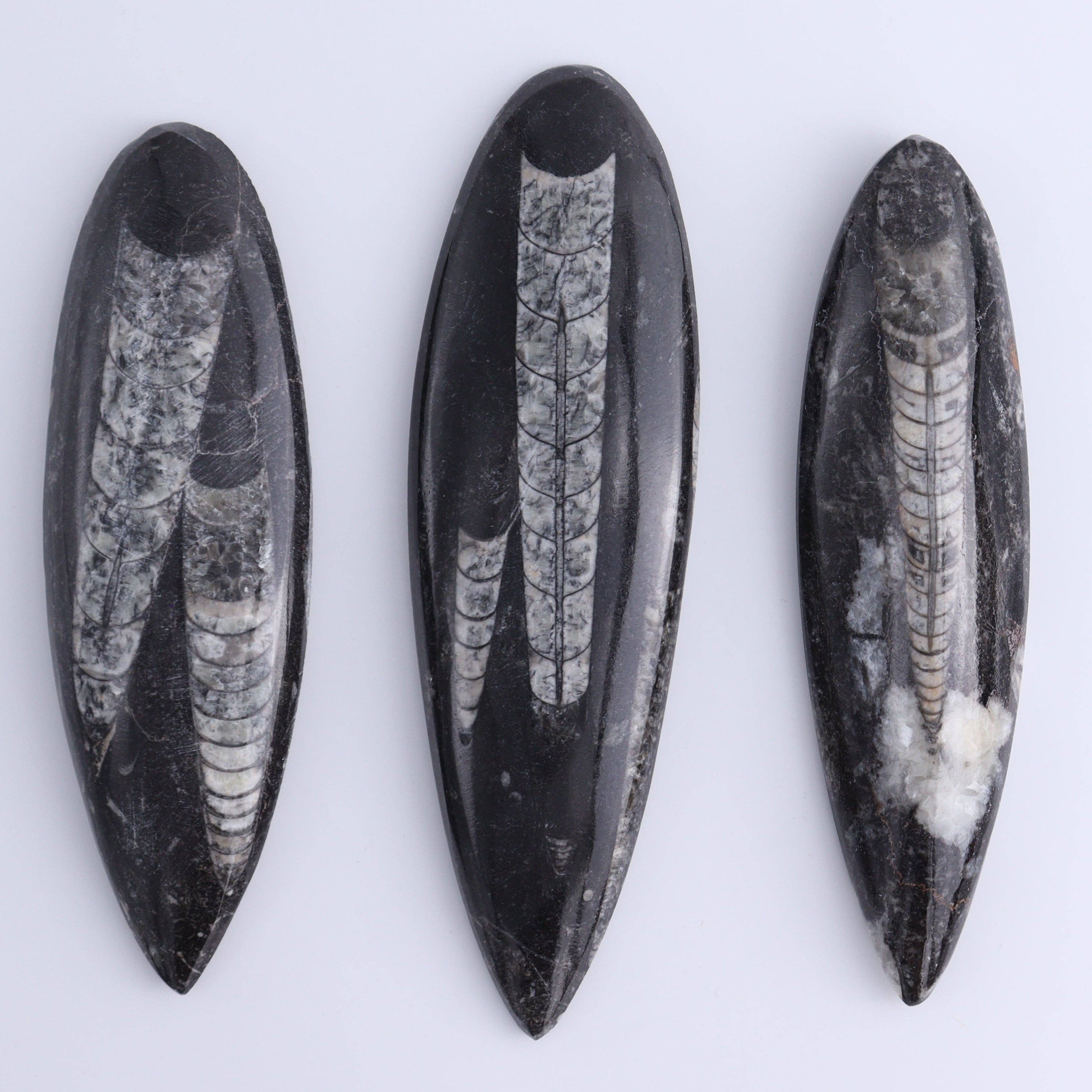 Mi Esperanza Minerals - Wholesale Spiritual Stone/Crystal - Orthoceras Polished Set of 51