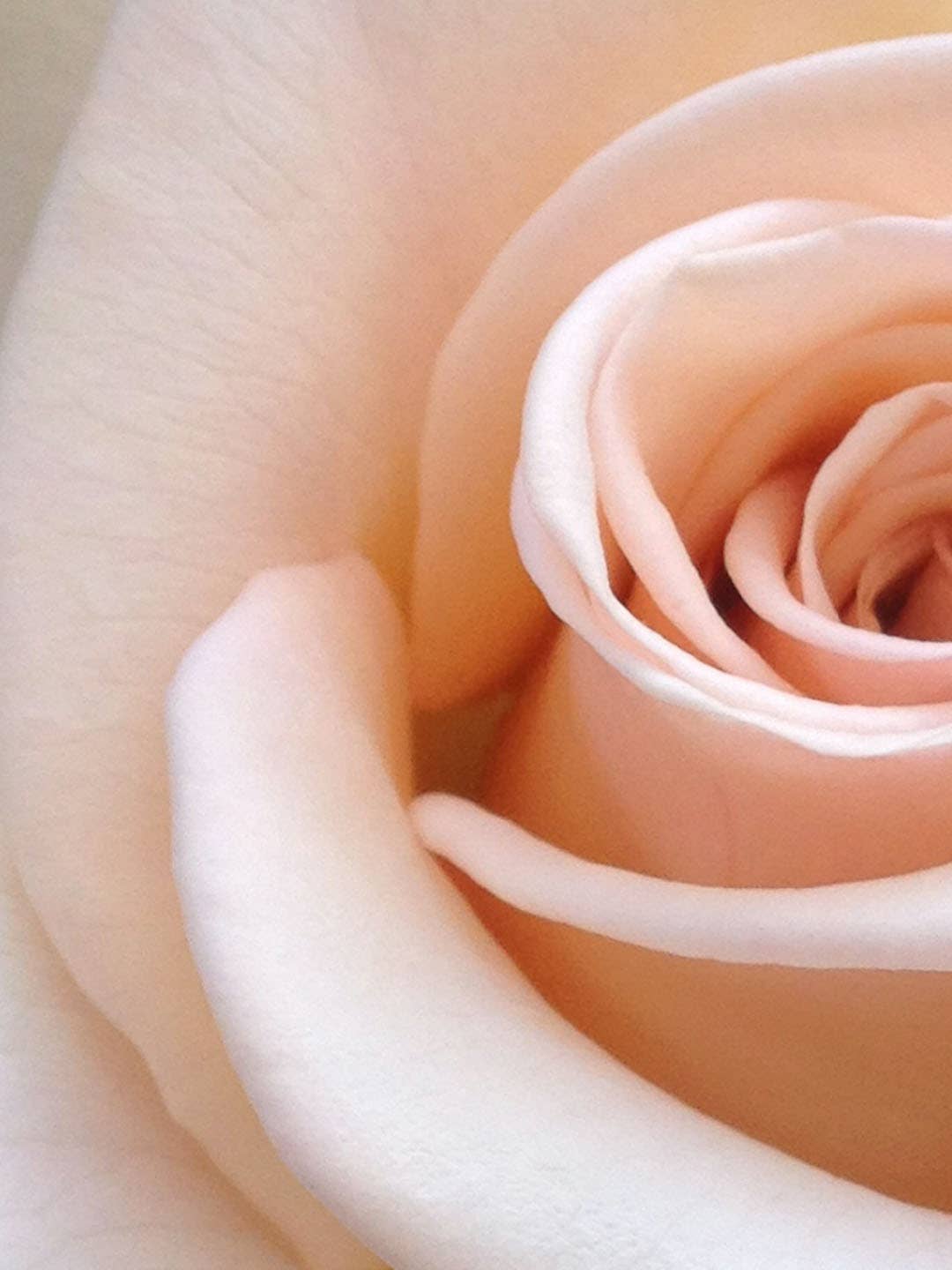 Olivia Fragrances - Wholesale Perfume/Eau de Toilette - Eau de parfum 100ml Another lady1