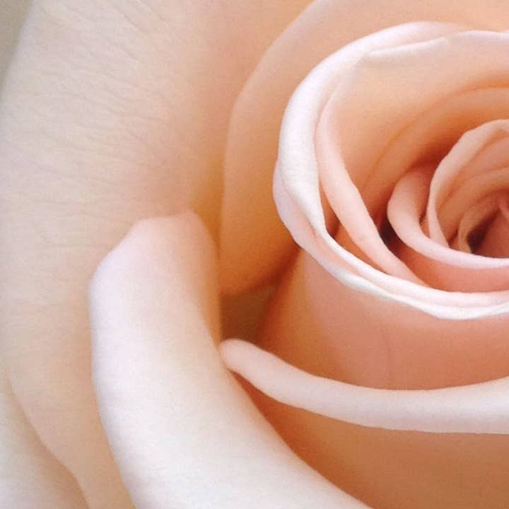 Olivia Fragrances – Perfume/Eau de Toilette por atacado – Eau de parfum 100 ml Another Lady1